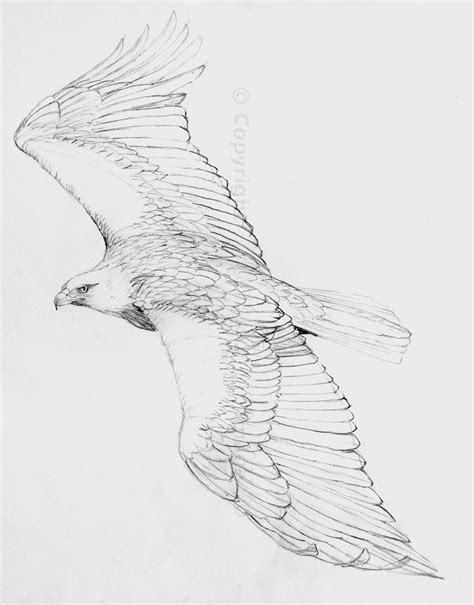 pencil drawings of eagles | Eagle Drawings Pencil the-hazel-tree.co | Eagle drawing, Eagle art ...