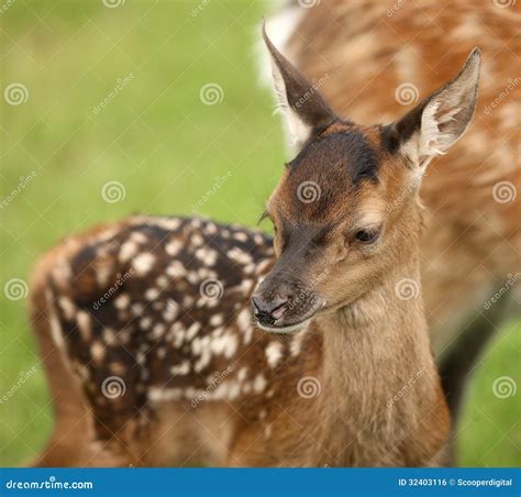 Baby Fallow Deer Royalty Free Stock Image - Image: 32403116