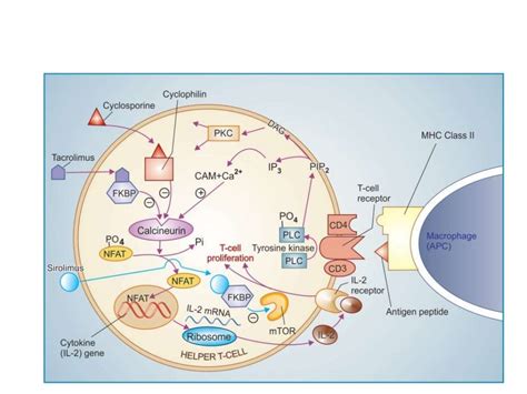 Immunosuppressant drugs