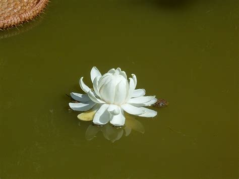 Victoria Amazonica Flower – Things Guyana