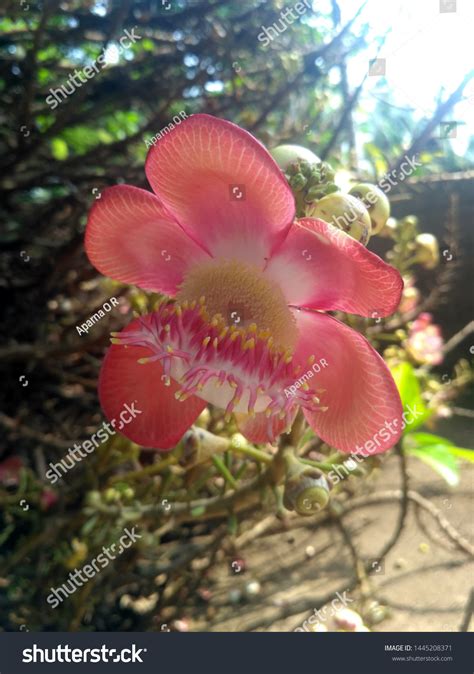 Cannonball Tree Flower Cannonball Nagalinga Naga Stock Photo 1445208371 ...