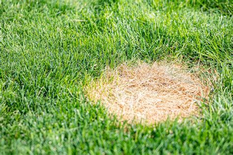 What Causes Brown Spots On Your Lawn Or Turf How Do You Fix It | Images and Photos finder