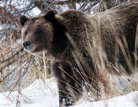 Grizzly bear 399 in Grand Teton National Park, Jackson Hole, Wyoming | Bradly J. Boner | Photography