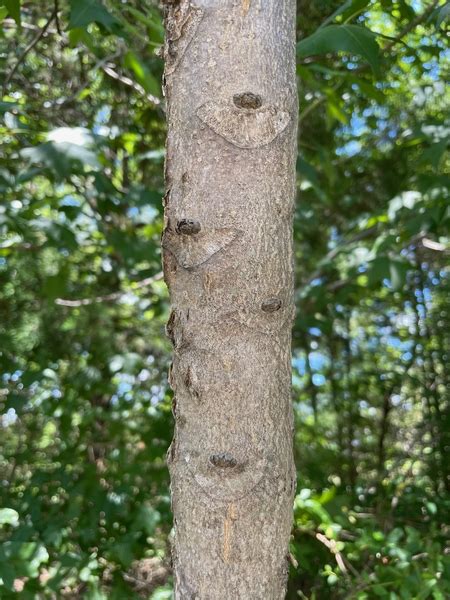 Tree-of-heaven (Ailanthus) | NC State Extension Publications