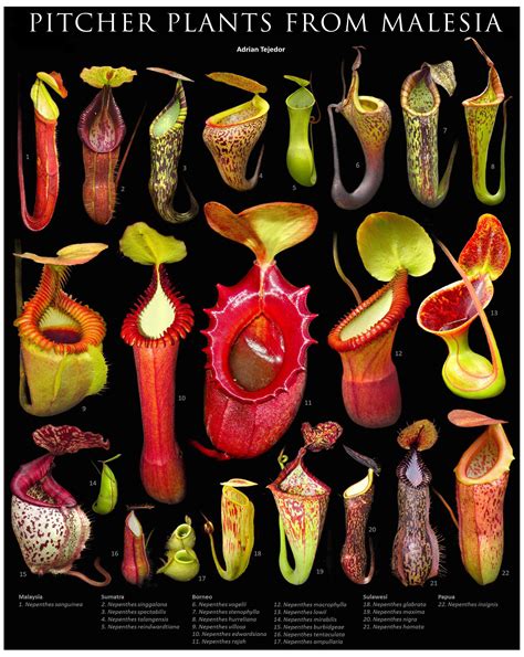 pitcher plant care nz - Oretha Muse