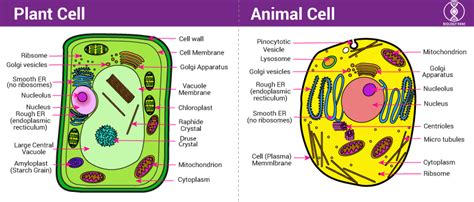 What is a Cell? Definition, Structure, Types, Functions