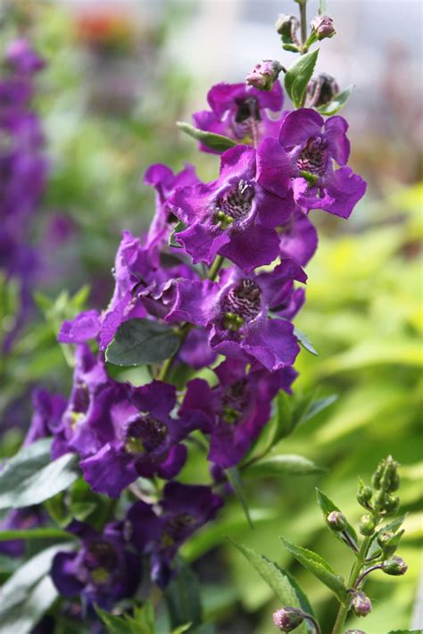 Purple Snapdragon | Upstate Flower Market