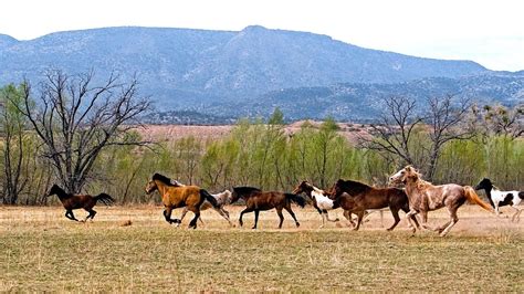 Wild Horses Habitat - Horse Choices