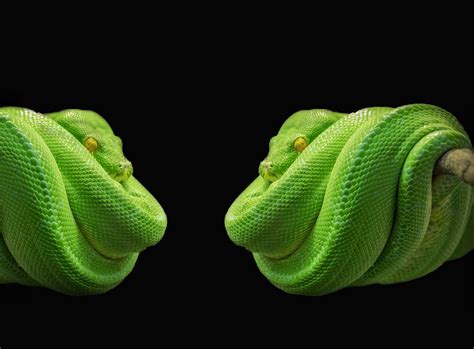 animals, green, nature, python, snake, tree python 4k wallpaper | Free ...