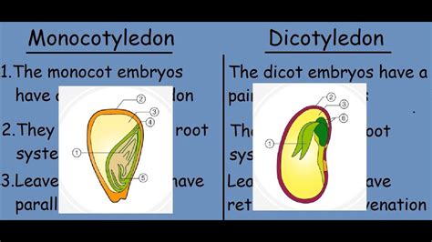 Monocotyledon vs Dicotyledon |Fast differences and comparison| - YouTube