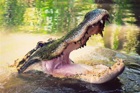 Alligator Photo Wildlife Photograph Louisiana Bayou Art | Etsy