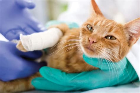 Cat Wound Care | Ellenton Animal Hospital | Parrish