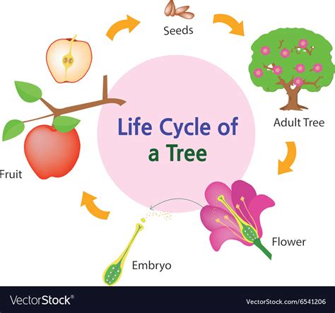 Lifecycle of a tree Royalty Free Vector Image - VectorStock