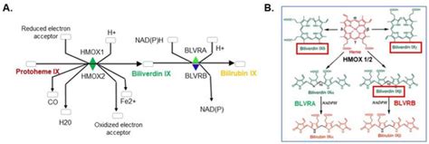 Antioxidants | Free Full-Text | Metabolic Functions of Biliverdin IXβ Reductase in Redox ...