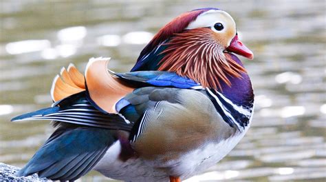 Central Park's Mandarin Duck visits North Jersey