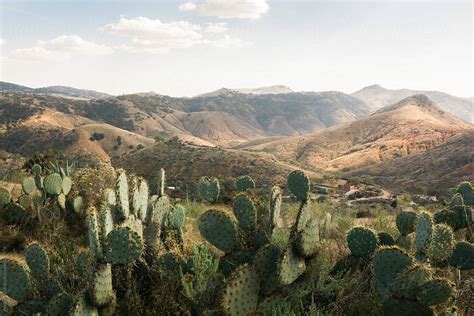 "Cactus In Mexico: Mexican Landscape, Nopal Cactus" by Stocksy ...