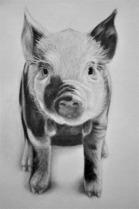 pigs drawing - Google Search | Pig drawing, Pig painting, Animal paintings