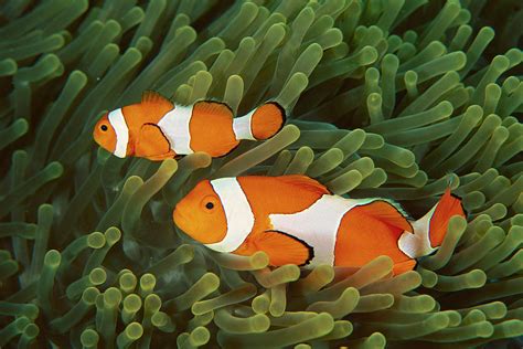 Clown Anemonefish Amphiprion Ocellaris Photograph by Mark Spencer