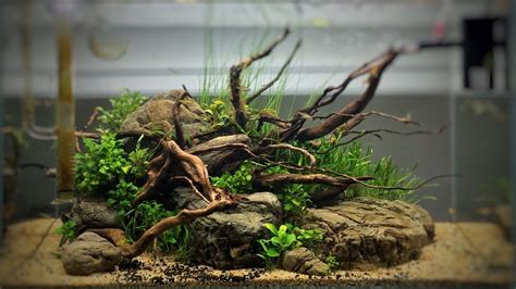 Simple Driftwood Aquascape - Aquascape Ideas