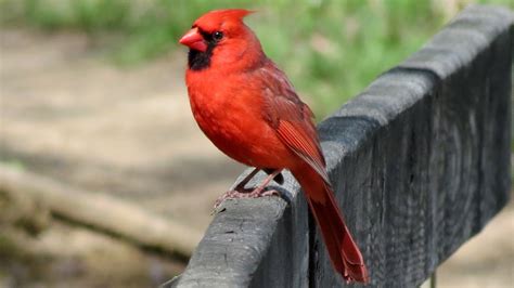Free Images : nature, fence, rail, male, wildlife, portrait, red, beak, fauna, songbird ...