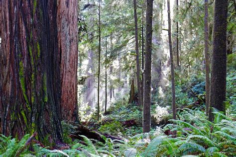 Redwoods Trail California - Free photo on Pixabay - Pixabay