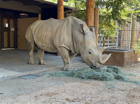 Sacramento Zoo welcomes white rhino for the first time in its nearly 100-year history