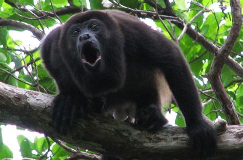 Terrifying Howler Monkey Sound Recorded in Mexico | Howler monkey ...