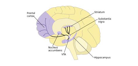 What happens in the hippocampus?