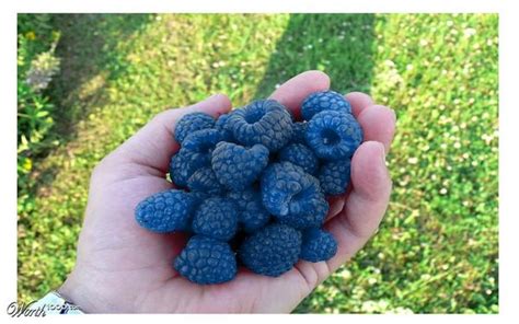 Where Can I Buy Blue Raspberries - Raspberry