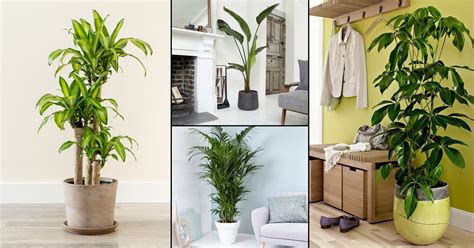 22 Best Large Indoor Plants | Tall Houseplants • India Gardening