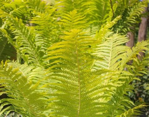 7 Heat-Tolerant Ferns that Love the Sun