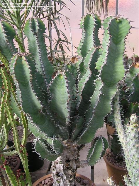 PlantFiles Pictures: Euphorbia Species (Euphorbia cactus) by palmbob