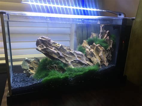 I also setup my first shrimp tank this weekend - lowtech Fluval Spec V ...