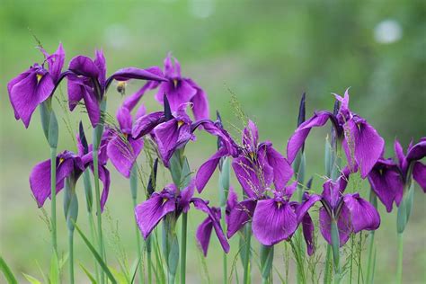 Growing Japanese Iris: How to Grow and Care for Japanese Iris