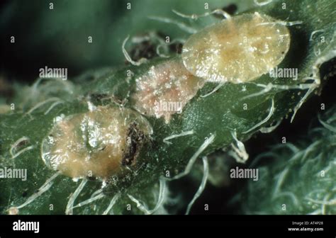 Soft brown scale insect Coccus hesperidum on a leaf surface Stock Photo: 5289511 - Alamy