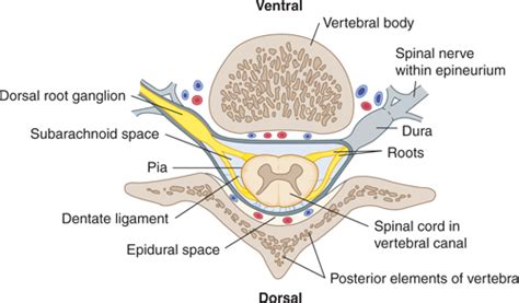 The Vertebral Column and Other Structures Surrounding the Spinal Cord ...