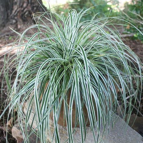 Carex oshimensis Everest Sedge for sale | Rare Roots | Plants for shady areas, Shade plants ...