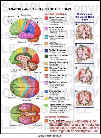 Brain Science, Health Science, Life Science, Computer Science, Brain Anatomy And Function, Brain ...