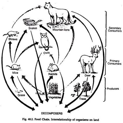 Food Chains, Food Webs and Trophic Levels | Environment