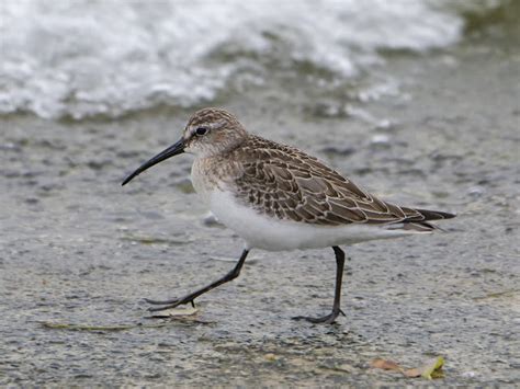 CAMBRIDGESHIRE BIRD CLUB GALLERY: Curlew Sandpiper