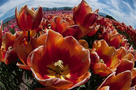 Abbotsford Tulip Festival 2018 in British Columbia - Rove.me