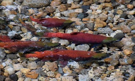 Fluctuating numbers of spawning kokanee for Okanagan lakes | Globalnews.ca