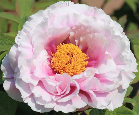 Peony / Paeonia lactiflora / 芍薬(しゃくやく) | Mobara Peony Garden… | Flickr