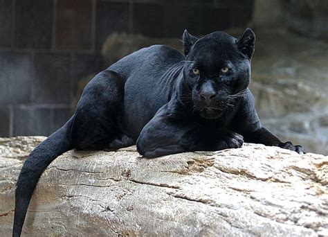 Melanistic jaguar, aka black panther. There are no black panthers as a separate species of big ...