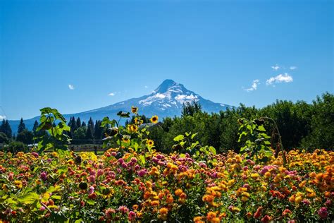 Hood River Fruit Loop: The Best For Cherry Season 2022