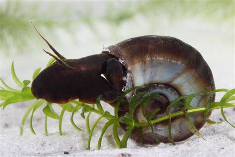 Freshwater Aquarium Snails - PetHelpful