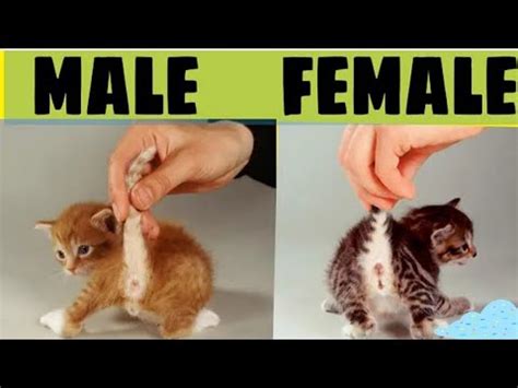 How to tell the Sex of kittens / Male and Female newborn kittens /How to tell cat gender ...