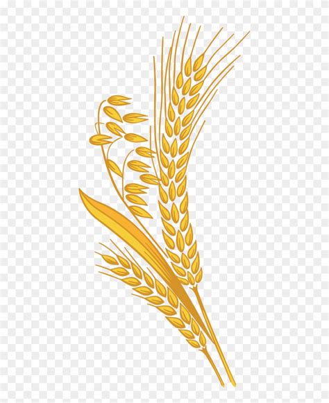 12 Grain - Rice Grain Clipart Png - Free Transparent PNG Clipart Images Download