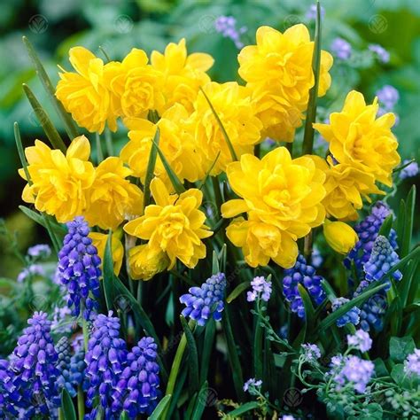 Buy Daffodil Pencrebar - Double Daffodil | Free Delivery