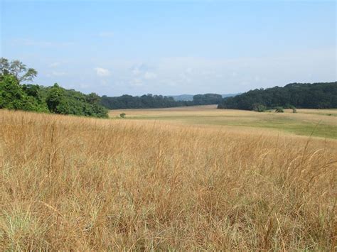 Savannah Grasslands | Grassland, Savannah chat, Landscape